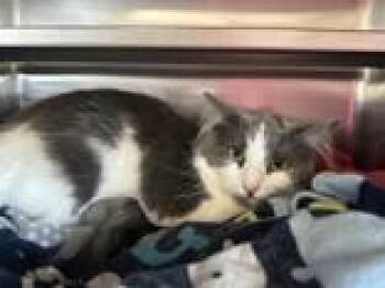 Chole -  Domestic Medium Hair Cat Available for Adoption in Manitowoc, Wisconsin - Chole | PetCurious