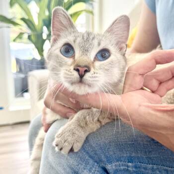 Snowball -  Domestic Short Hair Cat for Adoption in Chapel Hill, North Carolina - Snowball | PetCurious
