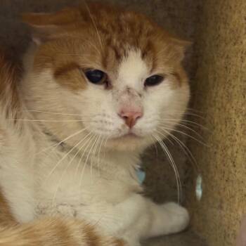 Germany -  Domestic Short Hair Cat for Adoption in League City, Texas - Germany | PetCurious
