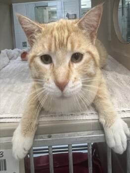 Domestic Short Hair Cats Available for Adoption in Pueblo, Colorado - MIDGE | PetCurious