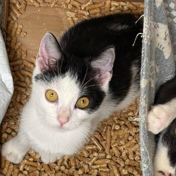 Reiju -  Domestic Short Hair Cat for Adoption in Westminster, California - Reiju | PetCurious