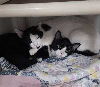 ELIAS -  Domestic Short Hair Cat for Adoption in Boston, Massachusetts - ELIAS | PetCurious