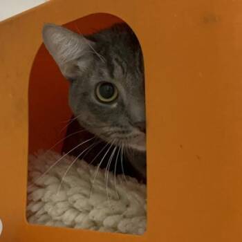 Domestic Short Hair Cats Available for Adoption in Janesville, Wisconsin - Tyson | PetCurious