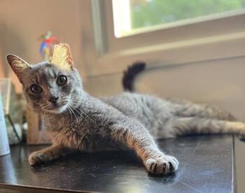 Domestic Short Hair Cats Available for Adoption in Oak Park, Michigan - Princess Jasmine | PetCurious