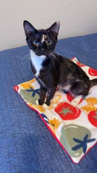 Tortellini Twinkle -  Domestic Short Hair and Tortoiseshell Cat for Adoption in Chandler, Arizona - Tortellini Twinkle | PetCurious