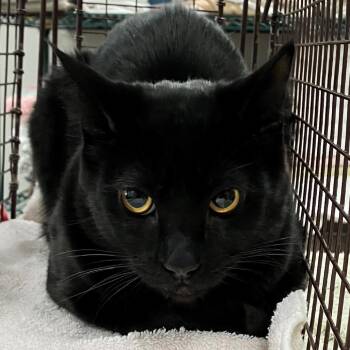 Domestic Short Hair Cats Available for Adoption - Binx | PetCurious