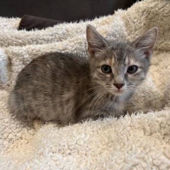 Domestic Short Hair Cats Available for Adoption in Falls Church, Virginia - Sissy | PetCurious