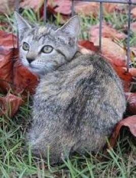 Rescue Tabby Cats for Adoption in Southern Pines, North Carolina - Calista | PetCurious