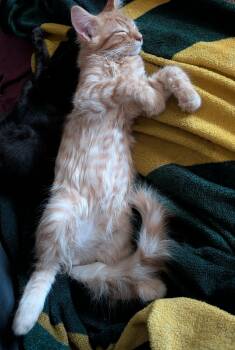 Domestic Long Hair Cats Available for Adoption - Butterscotch | PetCurious