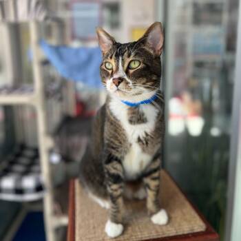 Cobra -  Domestic Short Hair Cat for Adoption in Chicago, Illinois - Cobra | PetCurious