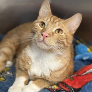 Arthur -  Domestic Short Hair Cat Available for Adoption in Matteson, Illinois - Arthur | PetCurious