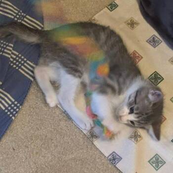 Spicy Meatball -  Domestic Short Hair Cat for Adoption in Richmond, Virginia - Spicy Meatball | PetCurious