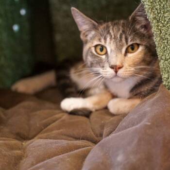 Pesto -  Domestic Short Hair Cat for Adoption in Jackson, Wyoming - Pesto | PetCurious