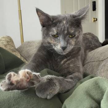 Domestic Short Hair Cats Available for Adoption in Barrière, British Columbia - Princess Peach | PetCurious
