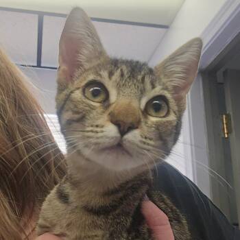 Kanga -  Domestic Short Hair Cat for Adoption in Spokane, Washington - Kanga | PetCurious