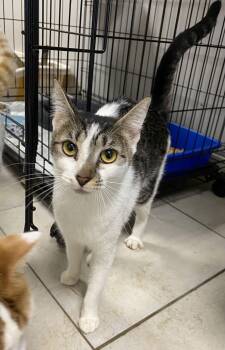 Domestic Short Hair Cats Available for Adoption - Splat | PetCurious