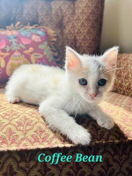 Rescue Domestic Short Hair and Calico Cats for Adoption in Houston, Texas - Coffee Bean | PetCurious