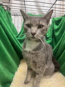 Rescue Domestic Short Hair Cats for Adoption in Winter Haven, Florida - A1247756 | PetCurious