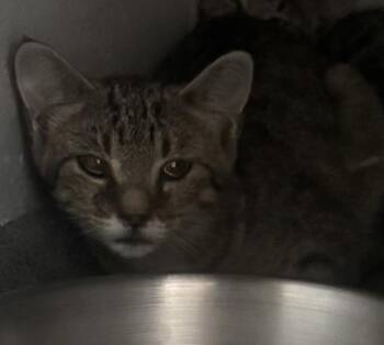 Sway -  Domestic Short Hair Cat for Adoption in Des Moines, Iowa - Sway | PetCurious