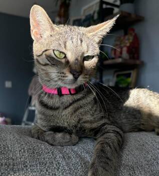 Rescue Domestic Short Hair and Tabby Cats for Adoption in Lemont, Illinois - Lucy Van Pelt | PetCurious