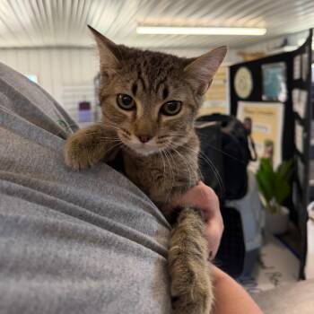 Oatmeal -  Domestic Short Hair Cat for Adoption in Spanish Fork, Utah - Oatmeal | PetCurious