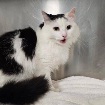 WHISKERS -  Domestic Medium Hair Cat Available for Adoption - WHISKERS | PetCurious