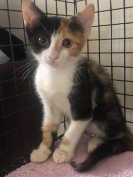 Rescue American Shorthair Cats for Adoption in Mount Pleasant, South Carolina - Addy | PetCurious