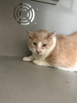 Bibi -  Domestic Short Hair Cat for Adoption in Vernon Township, New Jersey - Bibi | PetCurious
