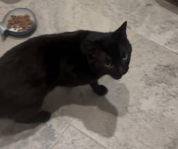 Morph -  Domestic Short Hair Cat for Adoption in Chattanooga, Tennessee - Morph | PetCurious