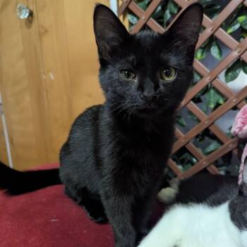 Charlotte -  Domestic Short Hair Cat for Adoption in Grand Rapids, Michigan - Charlotte | PetCurious