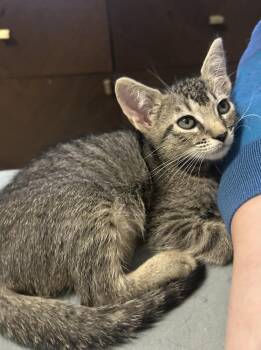 Estrella -  Domestic Short Hair Cat for Adoption in Austin, Texas - Estrella | PetCurious