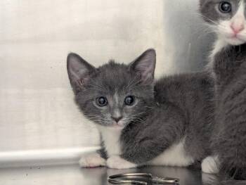 Domestic Short Hair Cats Available for Adoption in Rocky Mount, North Carolina - Muffin31646C | PetCurious