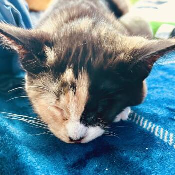 Myrtle -  Domestic Short Hair Cat for Adoption in Philadelphia, Pennsylvania - Myrtle | PetCurious