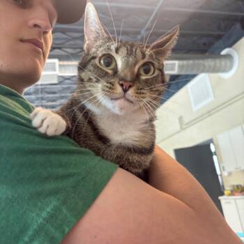 Domestic Short Hair Cats Available for Adoption in Huntington, West Virginia - Fanda | PetCurious