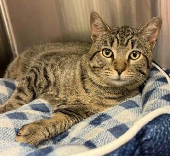 Domestic Short Hair Cats Available for Adoption in Bowling Green, Kentucky - Chester Nut | PetCurious