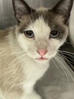 Siamese Cats Available for Adoption - CHARLIE | PetCurious