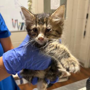 Nutmeg -  Domestic Medium Hair Cat for Adoption in Milton, Florida - Nutmeg | PetCurious