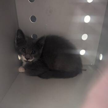 Hey Teddy -  Domestic Short Hair Cat for Adoption in Charlottesville, Virginia - Hey Teddy | PetCurious