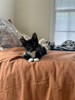 Rescue Domestic Short Hair Cats for Adoption in MS STATE UNIV, Mississippi - Nicki Minaj | PetCurious