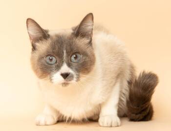 Serafina -  Siamese Cat for Adoption in Wyandotte, Michigan - Serafina | PetCurious