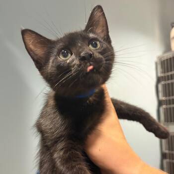 Onyx -  Domestic Short Hair Cat for Adoption in Chattanooga, Tennessee - Onyx | PetCurious