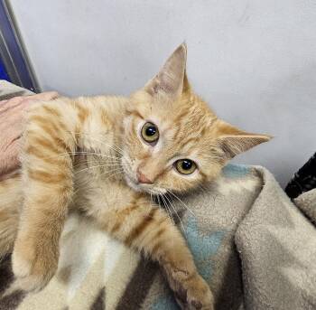 Uncle Fester -  Domestic Short Hair Cat for Adoption in Dunkirk, New York - Uncle Fester | PetCurious
