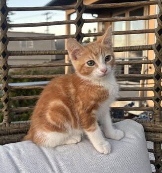 Rescue Domestic Short Hair Cats for Adoption in Encinitas, California - Hank | PetCurious