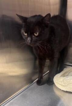 MABLE -  Domestic Short Hair Cat for Adoption - MABLE | PetCurious