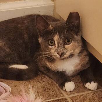 Rescue Dilute Calico Cats for Adoption in Southern Pines, North Carolina - Sadie - A Soft, Friendly, Gentle, Brave Little Girl. | PetCurious