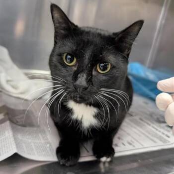Germaine -  Domestic Short Hair Cat for Adoption in Salt Lake City, Utah - Germaine | PetCurious