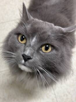 Rescue Domestic Long Hair Cats for Adoption in Fall River, Massachusetts - Emperor | PetCurious