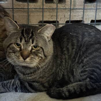 Rescue Domestic Short Hair Cats for Adoption in Marana, Arizona - Friday | PetCurious