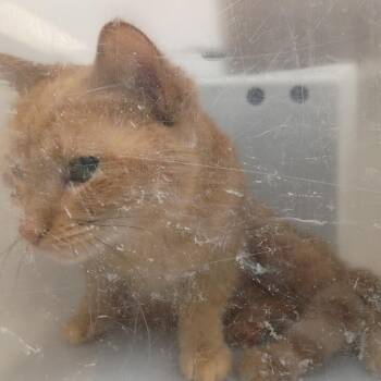Domestic Short Hair Cats Available for Adoption in Columbus, Georgia - 05/29/2026-Stray-BurtMarDrive-"Kluck" | PetCurious