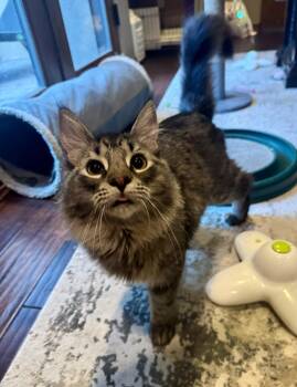 Kostas -  Tabby Cat for Adoption in Albuquerque, New Mexico - Kostas | PetCurious